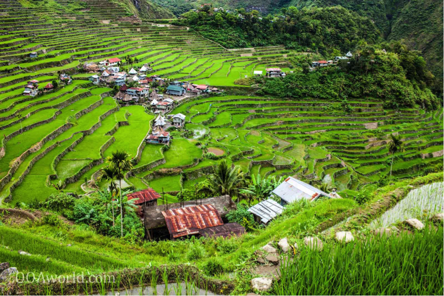 Image of rice feilds in Ubud, Bali, Indonesia